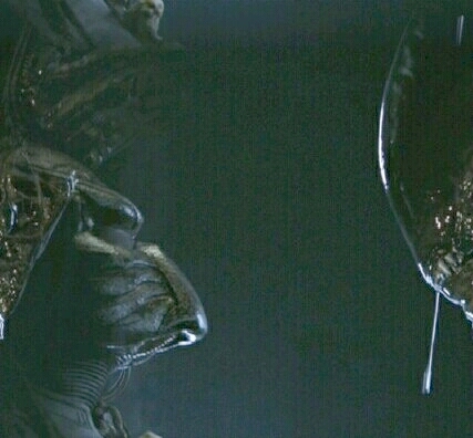 Alien & Predator 36