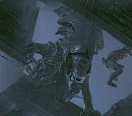 Alien & Predator 48