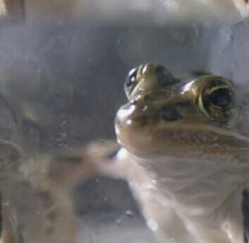 Frog 19