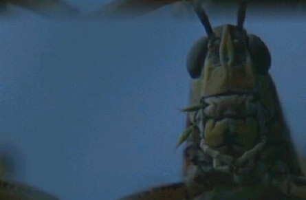 Locust 47