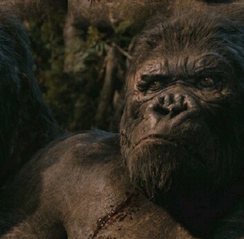 King Kong 40