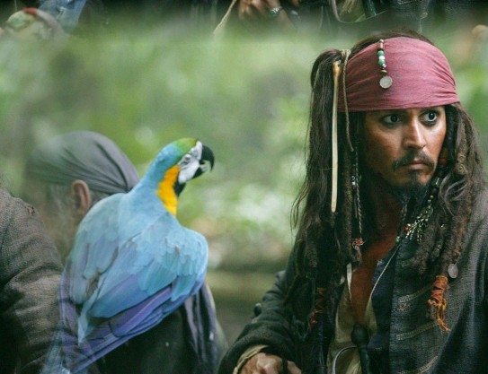 Jack Sparrow, Parrot & Cotton 11b