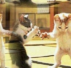 Kung Fu Kitties 1